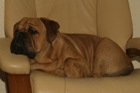 Continental Bulldog Paula bei den Seeblickbulls Continental Bulldog Paula bei den Seeblickbulls