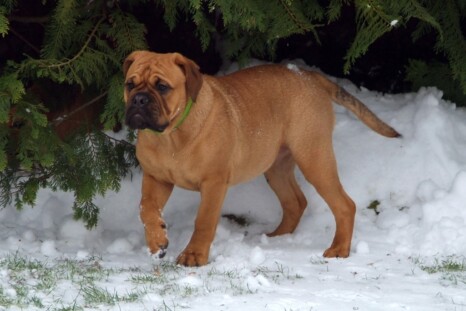 Continental Bulldog Paula bei den Seeblickbulls Continental Bulldog Paula bei den Seeblickbulls