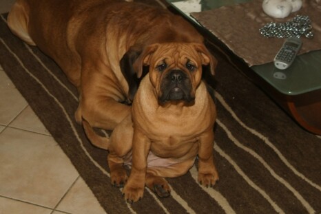 Continental Bulldog Paula bei den Seeblickbulls Continental Bulldog Paula bei den Seeblickbulls