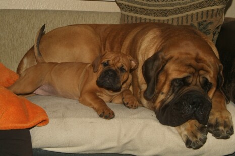 Continental Bulldog Paula bei den Seeblickbulls Continental Bulldog Paula bei den Seeblickbulls