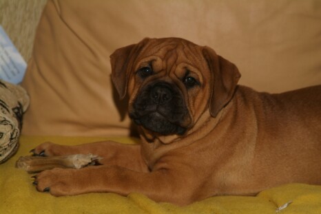 Continental Bulldog Paula bei den Seeblickbulls Continental Bulldog Paula bei den Seeblickbulls