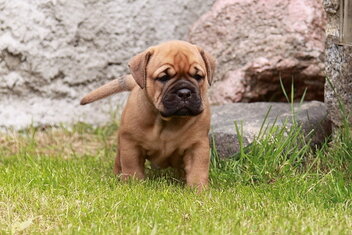 Continental Bulldog Bulldogman's Haja's Paula Continental Bulldog Bulldogman's Haja's Paula